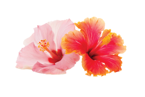 Hibiscus Extract