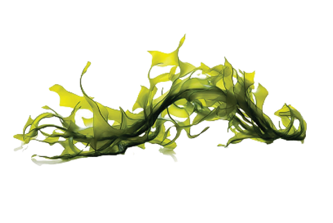 Wakame Bioactive
